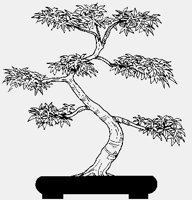 BONSAI01.iff