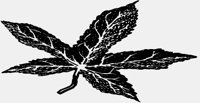 LEAF3.IFF