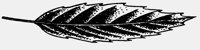 LEAF1.IFF