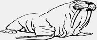 WALRUS.IFF