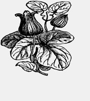 FLOWER2.IFF