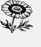 FLOWER1.IFF