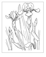 YELLOW IRIS�LINE DRAWING.iff