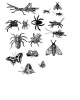 BUGS.iff