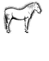 WHITE HORSE.iff