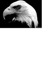 EAGLE SCREEN.iff