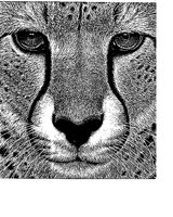 CHEETA.iff