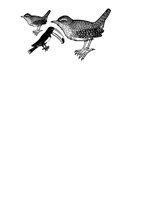BIRDS.iff