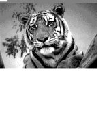 TIGER.iff
