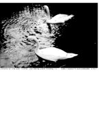 SWANS.iff