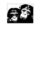 MONKEYS.iff