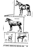 HORSES 3.iff
