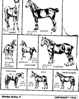 HORSES 2.iff