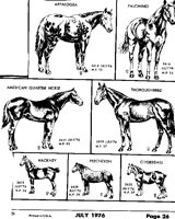 HORSES 1.iff