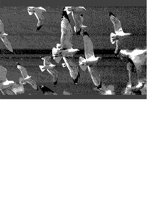 GULLS.iff
