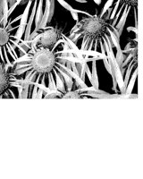 FLOWERS.iff