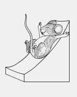 MOUSE_ON_CHEESESLIDE.iff