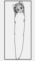MOUSE_ON_CARROT.iff