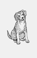 DOG_SMILING!.iff