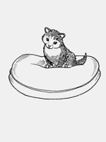 CAT_ON_CUSHION.iff