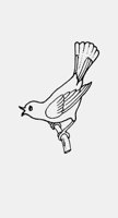 BIRD_SINGING.iff