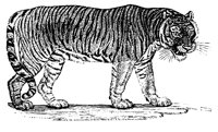 TIGER.LBM