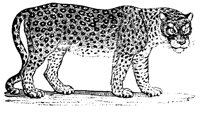 PANTHERI.LBM