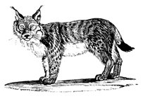 LYNX.LBM