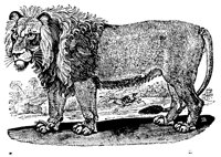 LION.LBM