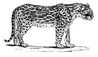 JAGUAR.LBM
