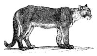 COUGAR.LBM