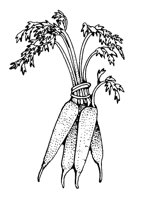 PARSNIPS.LBM