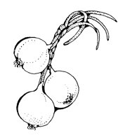 ONIONS.LBM