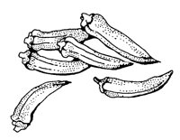 OKRA.LBM
