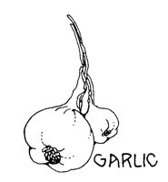 GARLIC.LBM