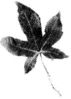TRELEF1.LBM