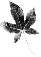 TRELEF.LBM