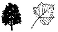 SYCAMOR1.LBM