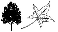 SWTGUMTR.LBM
