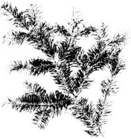 SPRUTR.LBM