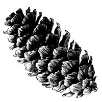 PINECONE.LBM