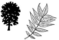 PECNTREE.LBM