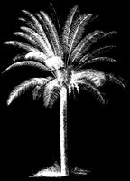 PALMTRE1.LBM