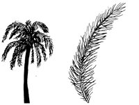 PALM1.LBM