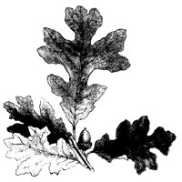 OAK_LEAF.LBM
