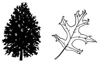 OAKTRE.LBM