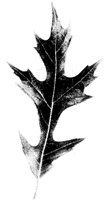 OAKLEF.LBM