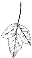 MPL_LEAF.LBM