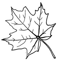 MAPLELF.LBM