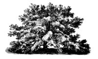 MAPLE4.LBM